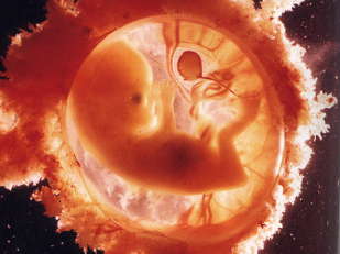 Baby in womb