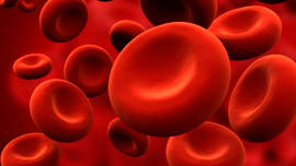 Significance of red blood cells